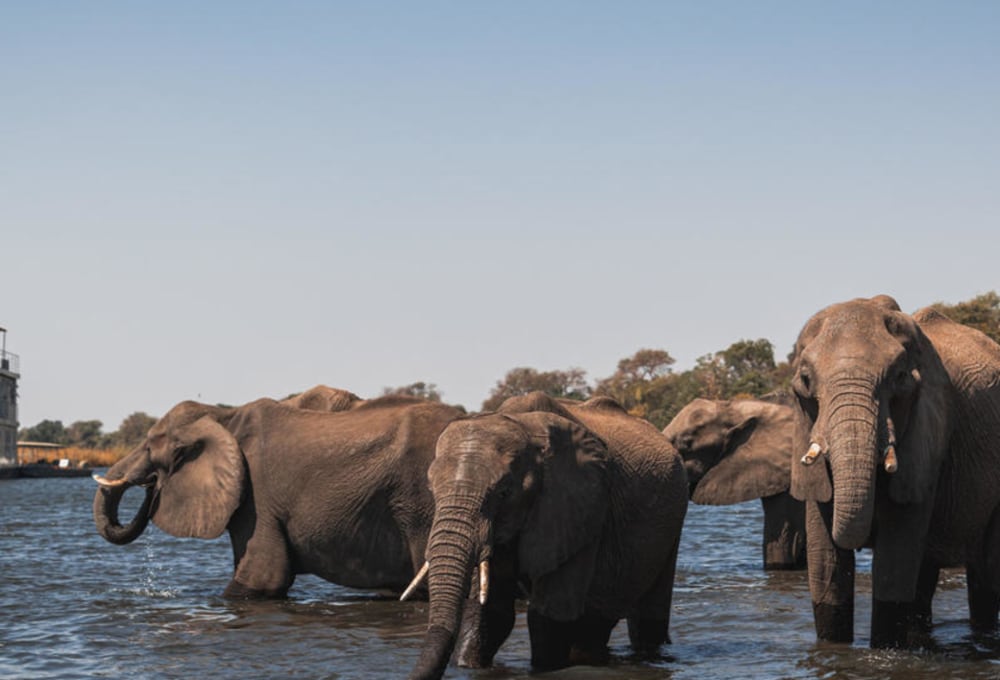 Chobe Princess By Mantis